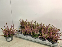 Calluna Callu Nova Gold 10Ø 20cm