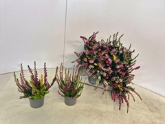Calluna Callu Nova Mix 3 Colours 6Ø 15cm