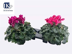 Cyclamen Super Serie Mammoth 17Ø 38cm