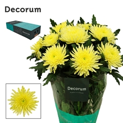 Chrysanth Single Topspin Yellow 70cm 95gr.