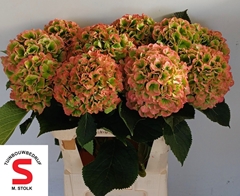 Hydrangea White Verena Classic 80cm 21-23cm Hd