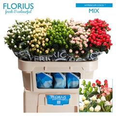 Hypericum Coco Mix 70cm