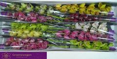 Cymbidium Mini Mix 60cm