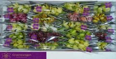 Cymbidium Mini Mix 40cm