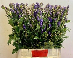 Aconitum Carmichaelii Arendsii 70cm