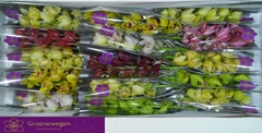 Cymbidium Mini Mix 50cm