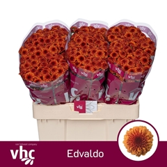 Chrysanth Santini Edvaldo 55cm 40gr.