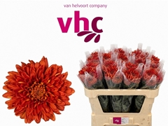 Chrysanth Single Tusca 70cm 60gr.