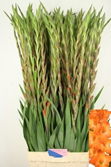 Gladiolus Live Oak 110cm 170gr.
