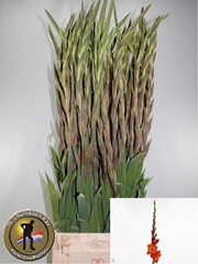 Gladiolus Live Oak 105cm 130gr.