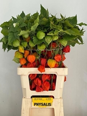Physalis Alkekengi Lampion Per Stem 70cm