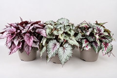 Begonia Leaf Beleaf Mix 17Ø 33cm
