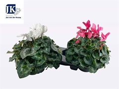 Cyclamen Super Serie Mammoth 17Ø 35cm