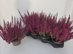 Callu Gg Tamira 12Ø 24cm