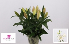Lily Oriental Forever 65cm 1+