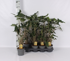 Alocasia Zebrina Siberian Tiger 14Ø 55cm