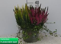 Calluna Garden Girls Trio Girls 23Ø 40cm