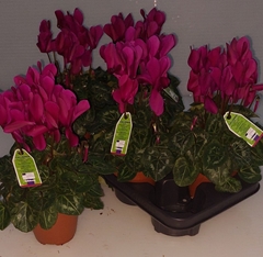 Cyclamen Midi Super Serie Macro 12Ø 30cm