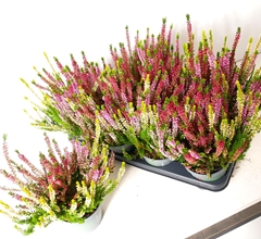Calluna Beauty Ladies Milca Mix In Pot 13Ø 30cm