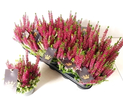 Calluna Beauty Ladies Colour Crown Mix 12Ø 30cm