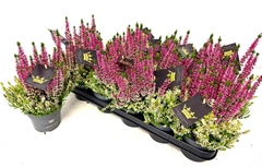 Calluna Beauty Ladies Colour Crown Mix 12Ø 30cm