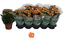Kalanchoe Double Rosalina Don Pedro 12Ø 27cm