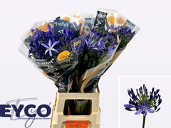 Agapanthus Eyfori Blue 70cm
