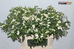 Euphorbia Fulgens Spray Quicksilver 80cm 15cm Hd