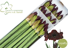 Hippeastrum Loyalty 70cm