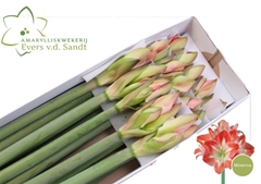 Hippeastrum Minerva 75cm