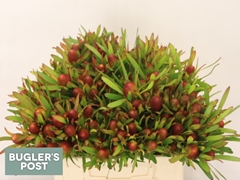 Leucadendron Ayoba Cherry Pearl 40cm Spray