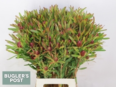 Leucadendron Ayoba Cherry Pearl 70cm Spray