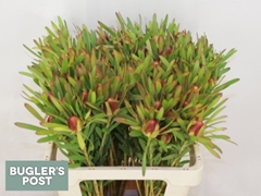 Leucadendron Ayoba Cherry Pearl 70cm