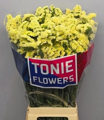Limonium Sinuatum Yellow Sun Birds 80cm 35gr.