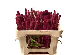 Amaranthus Cruentus Qis Red Tower 50cm