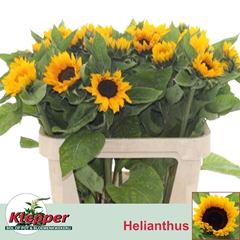 Helianthus Sunrich Orange 80cm