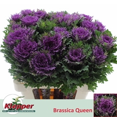 Brassica Crane Queen 60cm