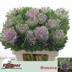 Brassica Crane King 60cm