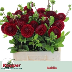 Dahlia Cornel 60cm