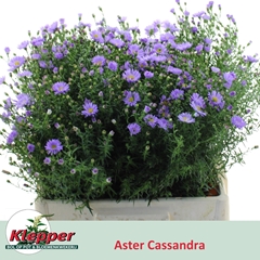 Aster Cassandra 60cm 15gr.