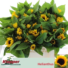 Helianthus Sunrich Orange 50cm