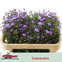 Aster Cassandra 70cm 23gr.