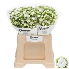 Kalanchoe Crystal White Meadow 40cm