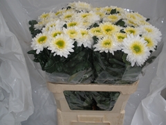 Chrysanth Single Inga 80cm 70gr.