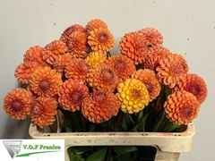 Dahlia Cornel Bronze 50cm