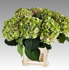 Hydrangea Verena Classic 80cm 21-23cm Hd