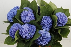 Hydrangea Hilde Moorhof 80cm 16-18cm Hd