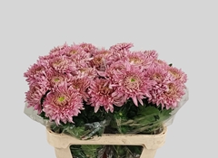 Chrysanth Single Holiday 80cm 115gr.