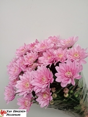 Chrysanth Spray Baltica Pink 70cm 45gr.