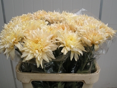 Chrysanth Single Avignon 80cm 80gr.